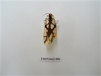 藏品(乳白斑燈蛾)的圖片